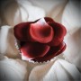 Explosión de petalos